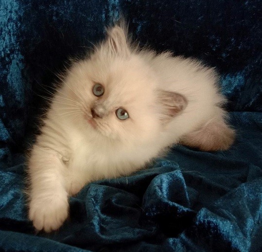 Ragdoll kittens for sale central coast top